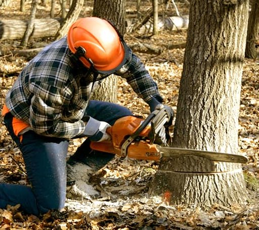 Tree Removal in Raphine, VA